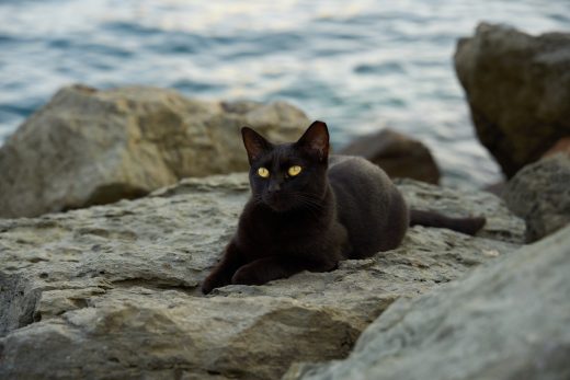 Chat noir